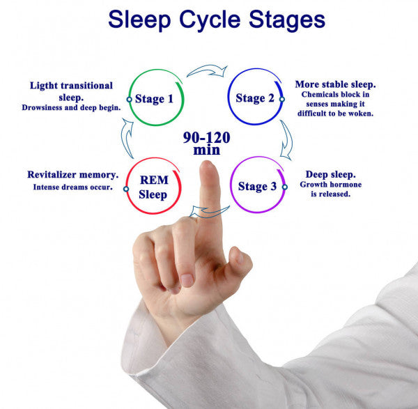 sleep cycle stages