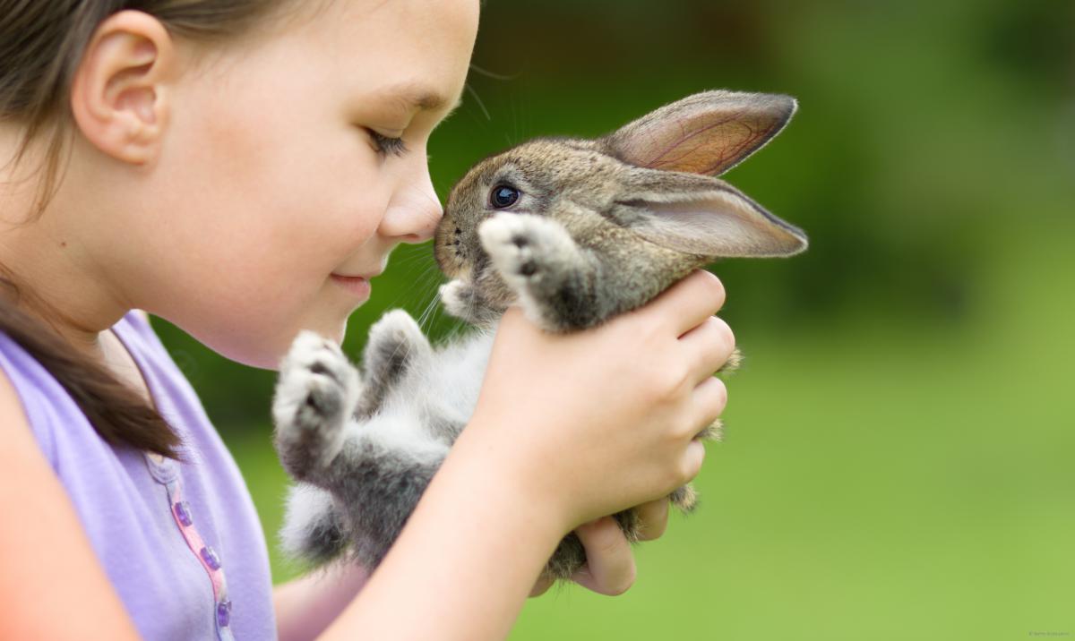 baby rabbit