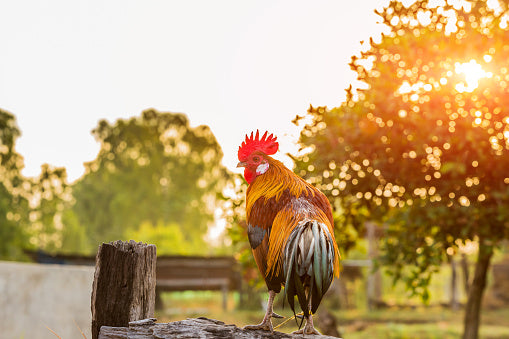 rooster crowing