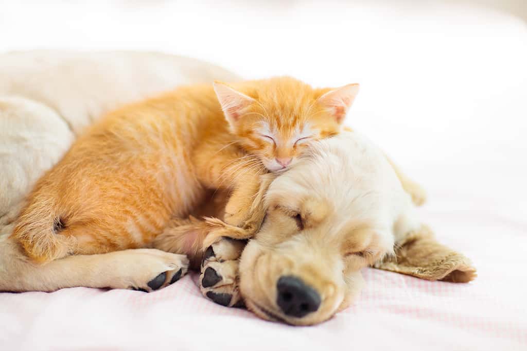 sleeping dog and cat