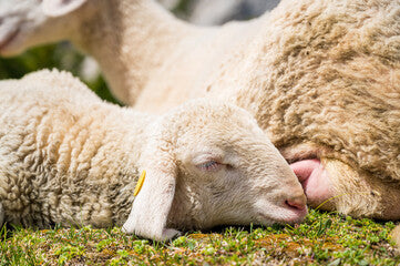 sleeping lamb